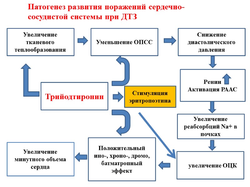 Трийодтиронин Уменьшение ОПСС Снижение диастолического  давления Увеличение реабсорбций Na+ в почках Уувеличение ОЦК